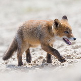 Fox cubs